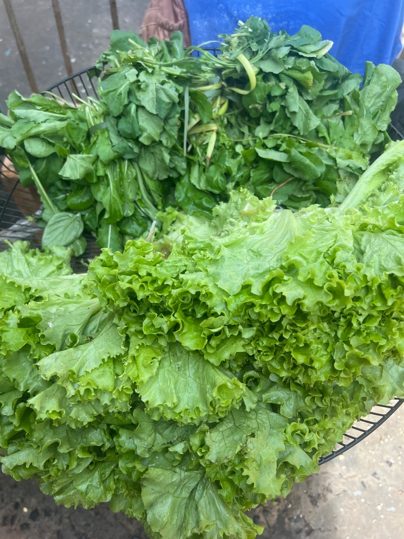 Lechuga